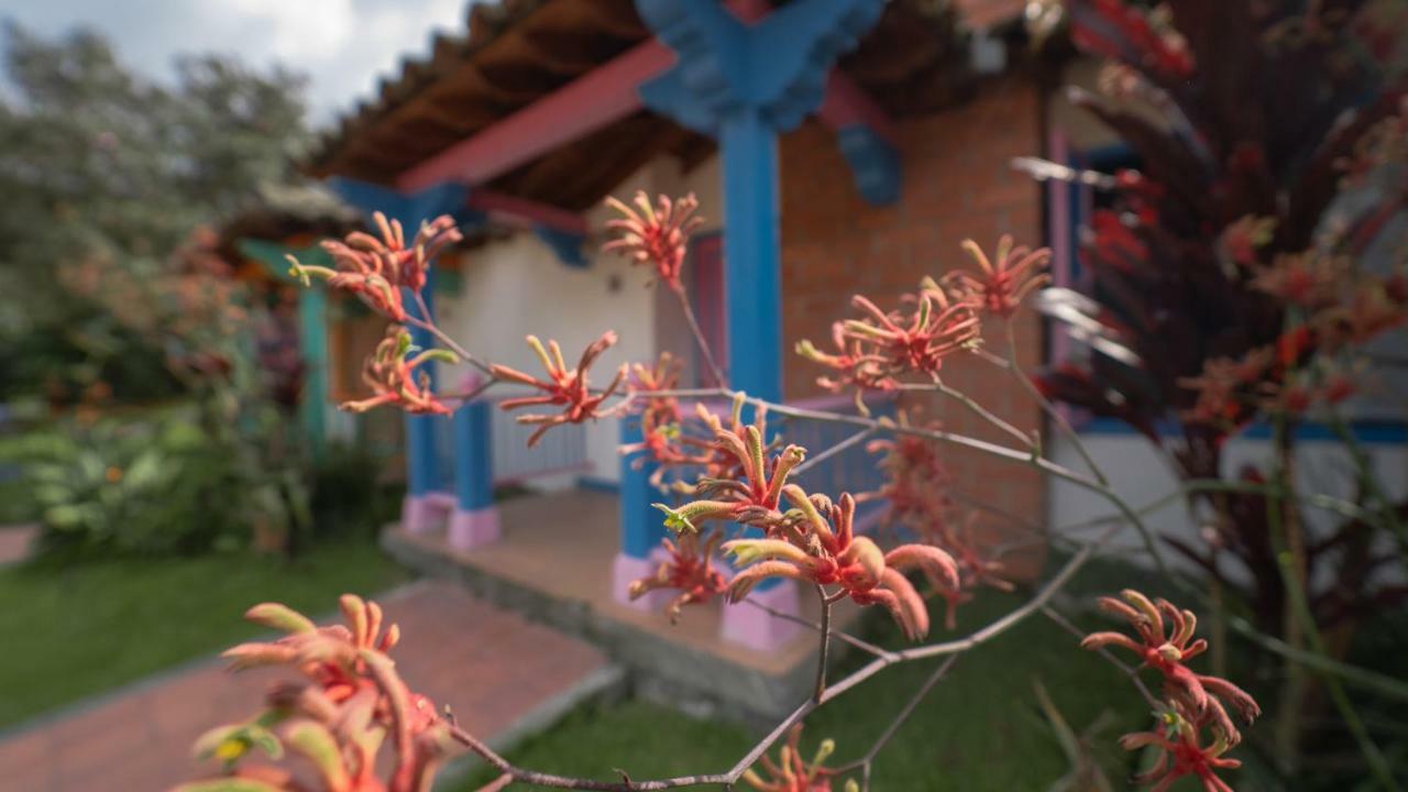 Termales El Otono Hotel La Enea ภายนอก รูปภาพ An example of a kangaroo paw